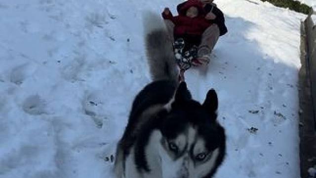 当哈士奇碰到雪橇，雪原血脉瞬间觉醒，原地直接起飞