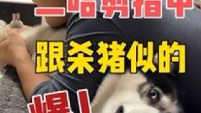 主人剪指甲二哈看热闹，当主人拉着它剪指甲时，大家千万憋住别笑