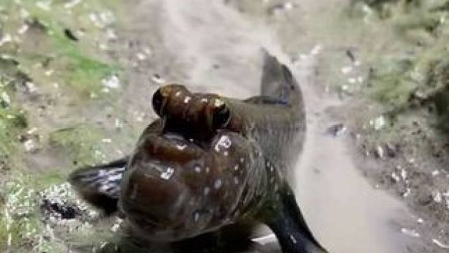 宠物弹涂鱼 #抖音看世界 #神奇动物在抖音 #国外视频分享 #奇妙的动物 #宠物