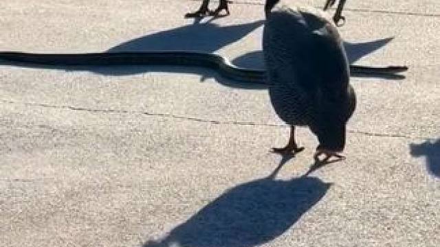 珍珠鸡集体围观塑料玩具蛇 #抖音看世界 #神奇动物在抖音 #国外视频分享 #奇妙的动物 #野生动物零