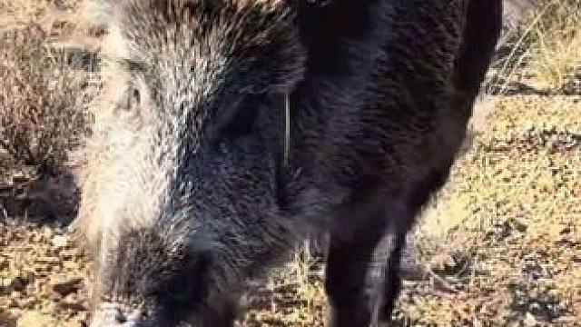 跟野猪做朋友 #抖音看世界 #神奇动物在抖音 #国外视频分享 #野生动物保护 #野猪