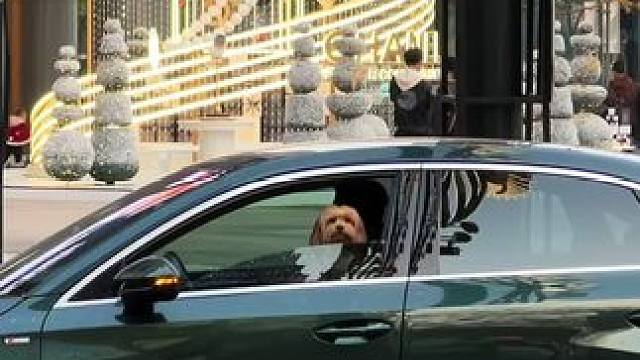 起猛了，感觉这小狗能开车#爱坐车的狗 #奥迪