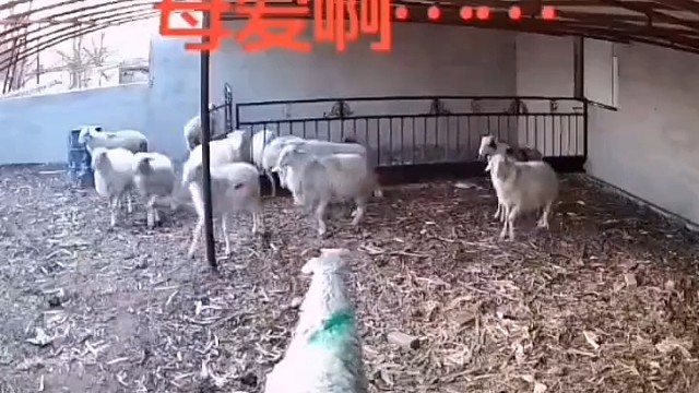 突然看哭了，因为我也是养羊人，羊不容易，人也不容易