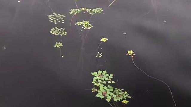 #户外捕鱼大队 #捕鱼河边随拍 #捕捞现场  #丝网捕鱼