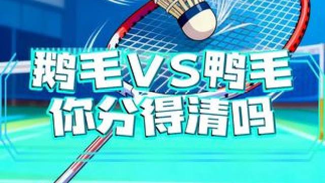 羽毛球鹅毛和鸭毛怎么选？不会的可以看过来，区别都在这#羽毛球 #羽球人 #鸭毛球 #鹅毛球 #羽毛球
