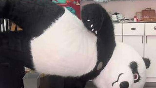 小红帽新出的节目，大型熊猫表演，学习中，期待#大熊猫