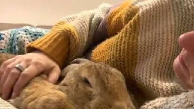 美女的宠物兔子 #抖音看世界 #神奇动物在抖音 #国外视频分享 #奇妙的动物 #宠物