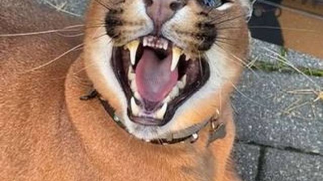 凶猛的宠物狞猫