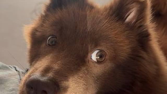 家人们觉得他听懂了吗