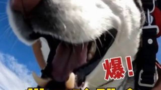 带二哈跳伞，傻狗全程鬼哭狼嚎惨叫连连，魂儿都吓没了 #二哈#哈士奇#萌宠出道计划 #神奇动物在抖音 