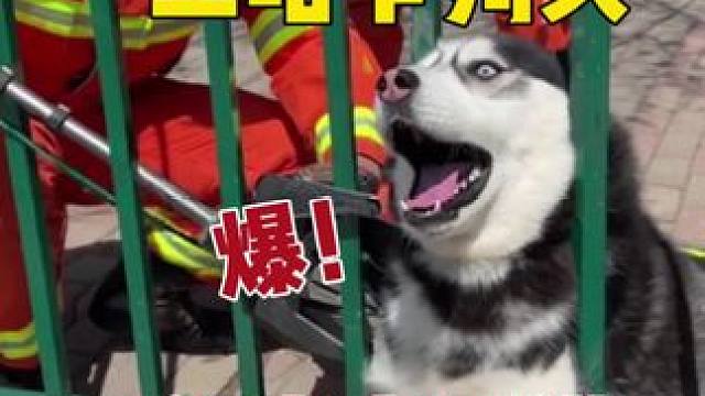 二哈非把头钻栏杆里，当它头被卡住嗷嗷惨叫时，大家千万憋住别笑