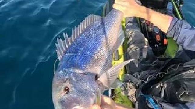 海钓大鱼 #抖音看世界 #神奇动物在抖音 #国外视频分享 #好大一条鱼 #钓鱼的乐趣只有钓鱼人懂