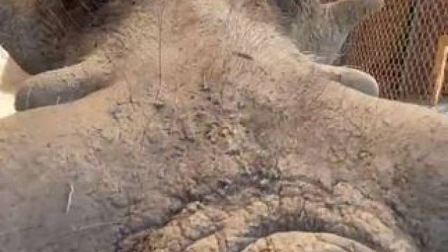 草原网红疣猪蓬蓬吃胡萝卜 #抖音看世界 #神奇动物在抖音 #国外视频分享 #奇妙的动物 #野生动物保