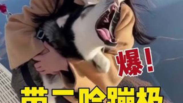 美女带二哈蹦极，二哈全程鬼哭狼嚎惨叫连连，魂儿都吓没了 #哈士奇