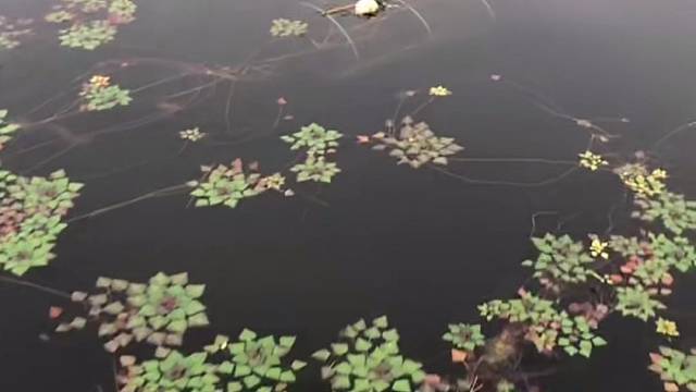 #户外捕鱼大队 #捕鱼河边随拍 #捕捞现场  #丝网捕鱼