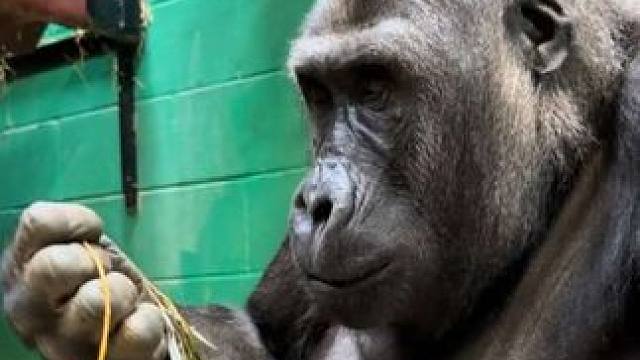 银背大猩猩吃柳树叶 #抖音看世界 #神奇动物在抖音 #国外视频分享 #奇妙的动物 #野生动物保护