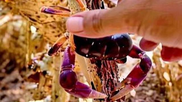 枯木里藏满了灵芝蟹 #原创视频 #我的乡村生活 #内容搜索激励计划