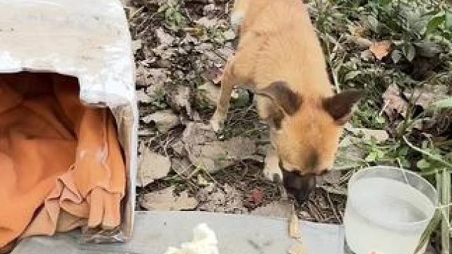 突然接到大叔电话说“天太冷他回村好几天了”
奄奄一息的小狗再次被遗弃，
带上吃的去找狗狗，希望它还在