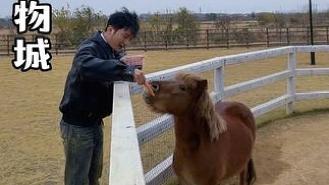 来肥西邂逅一场疯狂动物城吧！ #祥源花世界 #云朵梦庄园 #合肥亲子游 #合肥周边一日游 #周末去哪