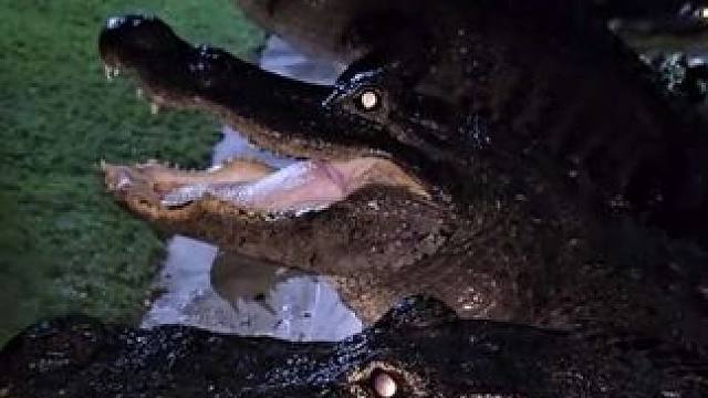 还是中午喂鳄鱼比较安全