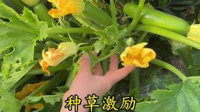高原蜜薯