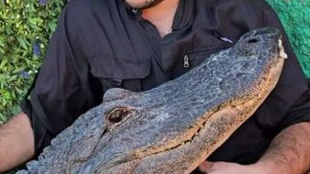 小伙的宠物鳄鱼
