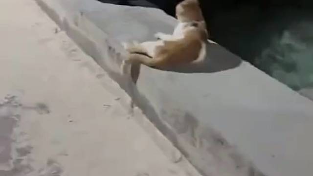 为什么这个视频只能放2秒？这个鲨鱼真的好大啊