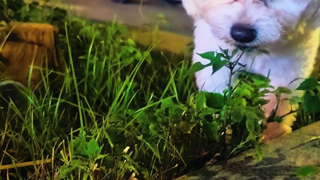 狗狗吃草是干嘛了