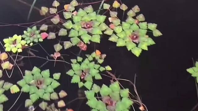 #户外捕鱼大队 #捕鱼河边随拍 #捕捞现场  #丝网捕鱼