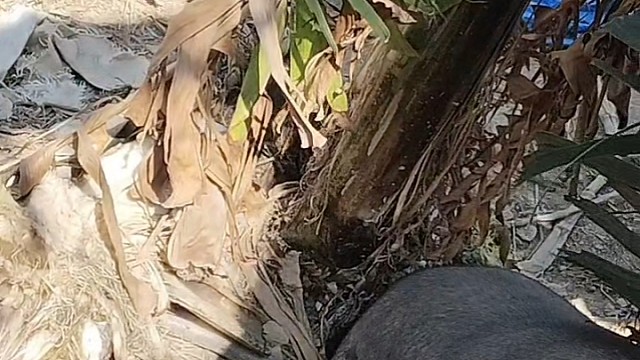 猪八戒快快长大。