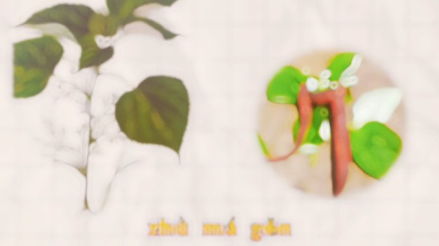 苎麻根，又名苎根，你的家乡还有吗？