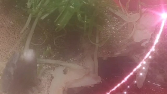 祝自己生日快乐 谢谢大家的祝福