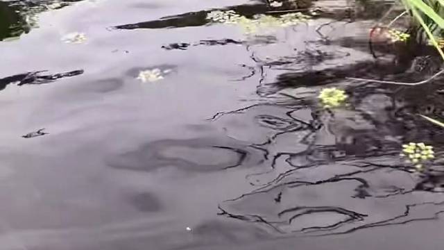 #户外捕鱼大队 #捕鱼河边随拍 #捕捞现场  #丝网捕鱼