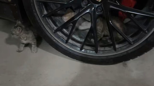 今天晚上什么情况那么多猫咪跑到我车底下玩