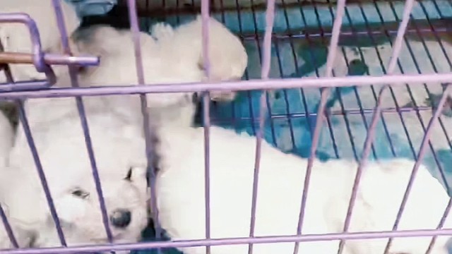 比熊