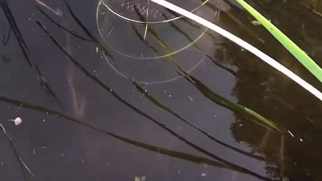 #户外捕鱼大队 #捕鱼河边随拍 #捕捞现场  #丝网捕鱼