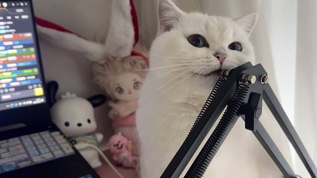 小猫咪喜欢谁就粘着谁 你也是吗