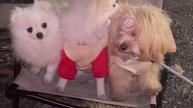 三只小狗和三只母狗