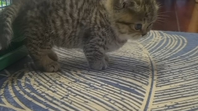 照顾小猫，还没搞定爸妈，停播一两三天！