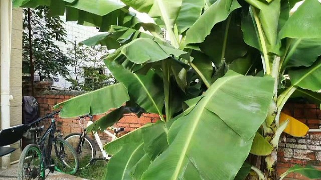 播种，浇水，锄草，从不打药，日复一日，年复一年，妥妥的农家小院，成就感满满。