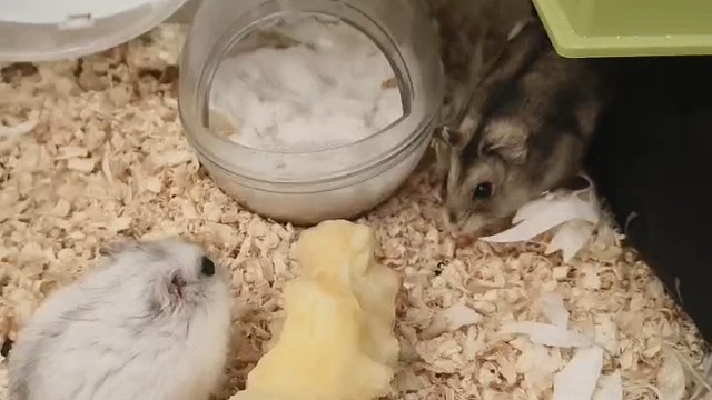 鼠鼠(｡￫v￩｡)