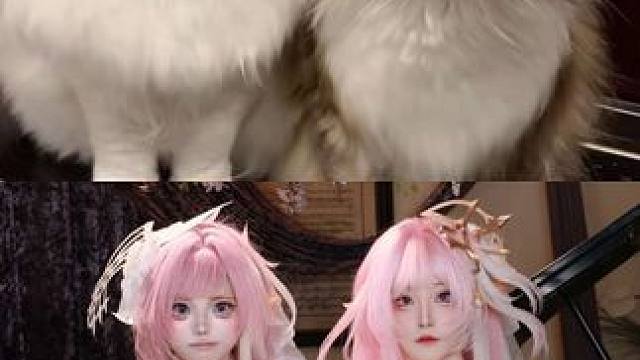 两只小猫cos崩坏三
