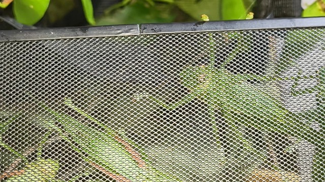 冠脉，巨拟叶螽斯