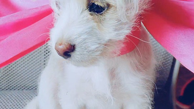 狗狗