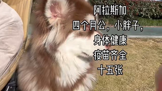 阿拉斯加