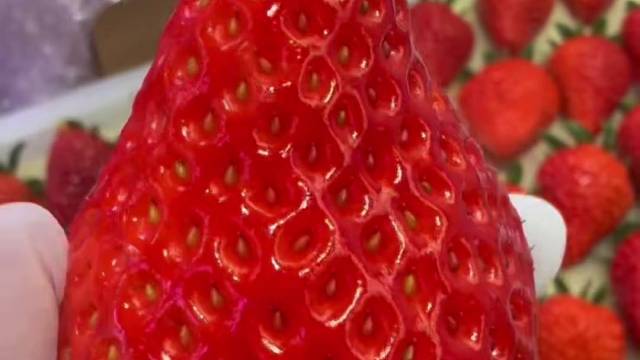 好吃不贵的丹东99草莓