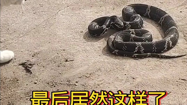 猫蛇大战战最后居然这样了！