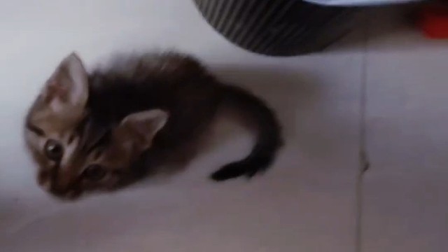 可爱的小猫