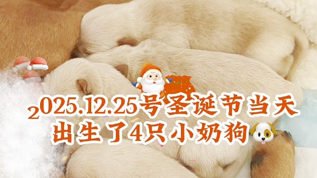 圣诞节出生的小奶狗