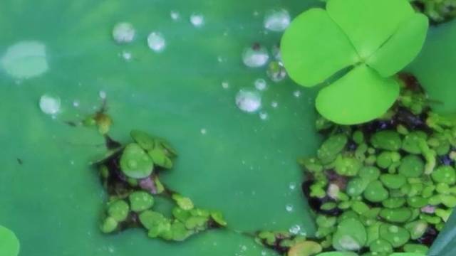 残荷听雨，声声，都是自己年轻的倒影